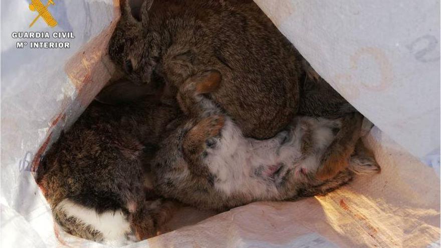 Detenido un cazador que mataba conejos a escopetazos junto al canal Imperial en Zaragoza