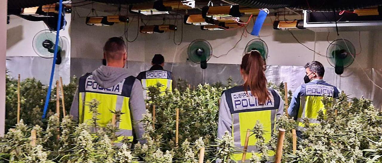 Una plantación de marihuana desmantelada por la Policía en la provincia esta primavera. | INFORMACIÓN