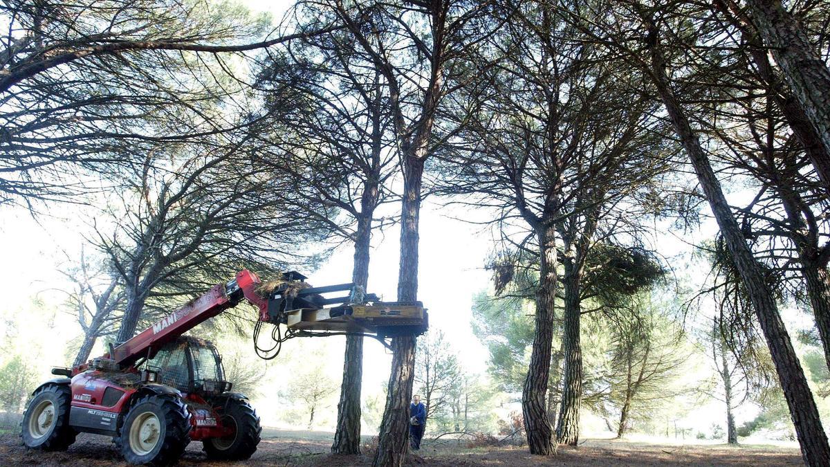 Agricultores recogiendo piñas.