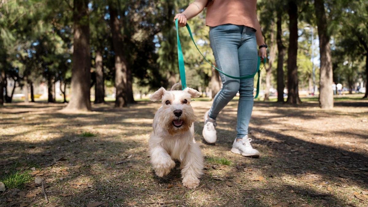 Mascotas Esto Es Todo Lo Que Se Sabe Hasta Ahora Del Curso Para Tener Perro