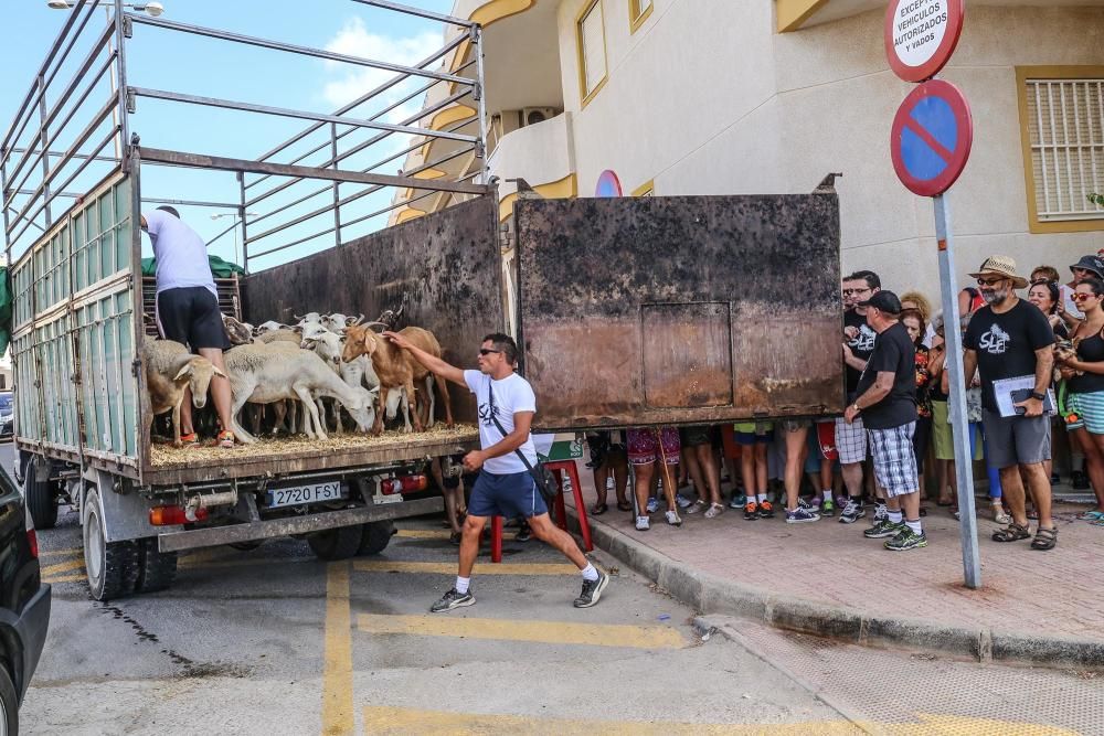 Un rebaño de ovejas recorren la antigua vía pecuar