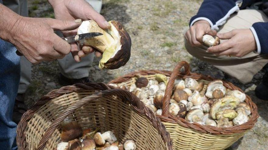 Diez consejos que debes saber antes de salir a coger setas en Castelló