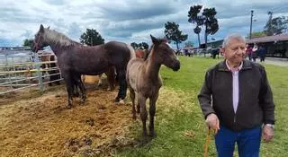 Buenas ventas en Llanera, con una yegua por la que se pagó 9.000 euros: "Los expertos dicen que fue el mejor animal de la feria"