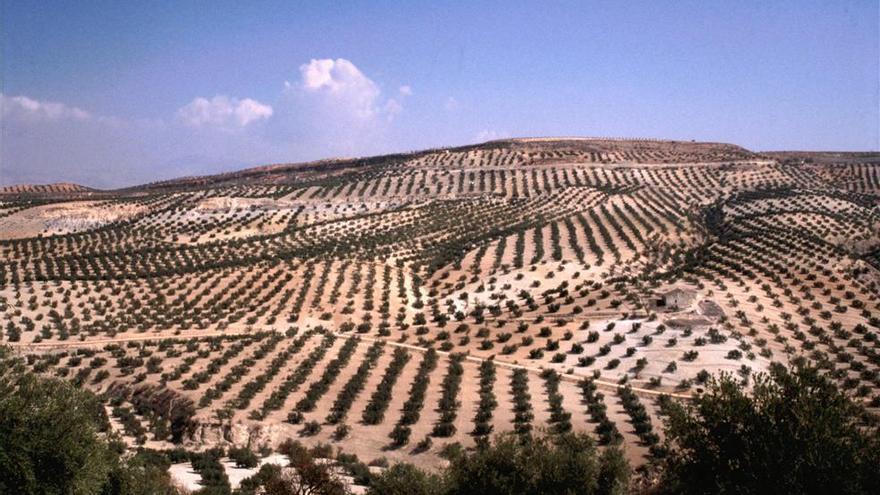 Preocupación entre los agricultores por una mayor presencia de la polilla del olivo