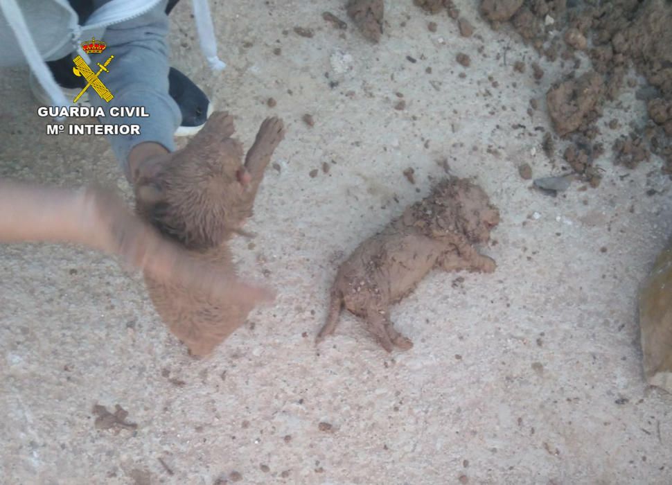 Encuentran a nueve cachorros sepultados en una finca de Mula