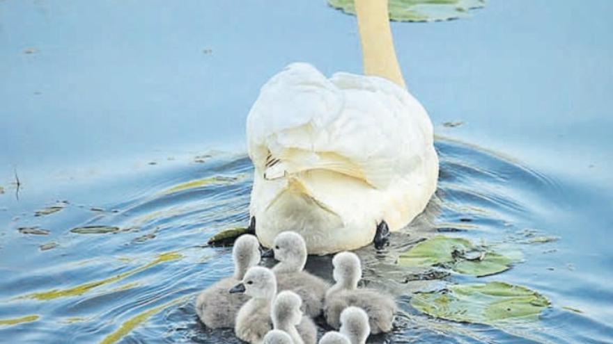 La familia, representada en esta familia de patos.