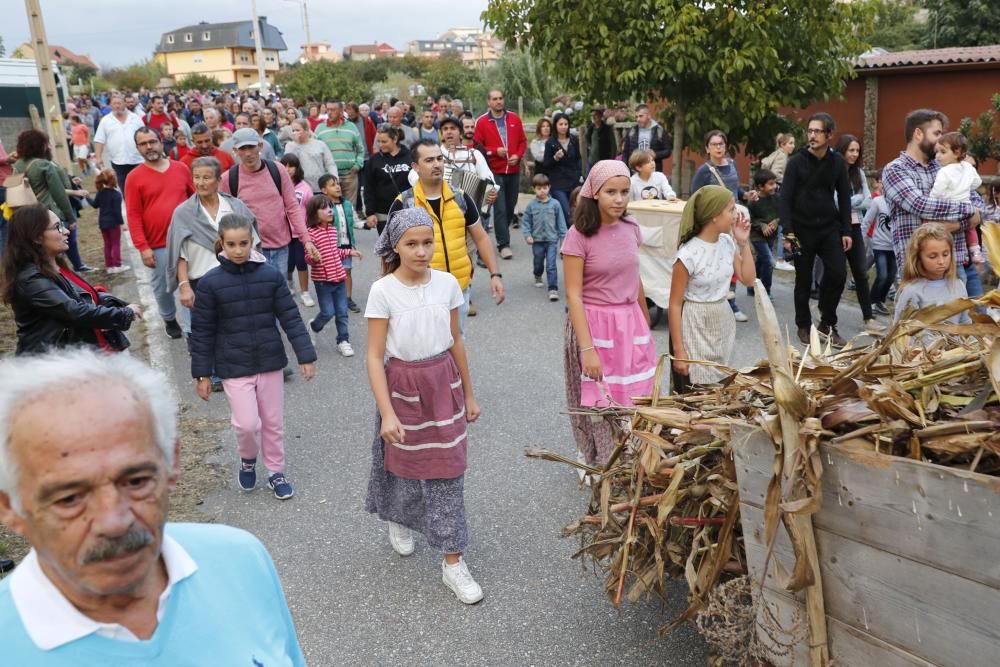 Matamá revive la tradición con su Festa da Colleita do Millo