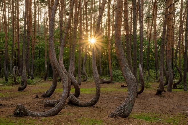 El bosque torcido, Polonia