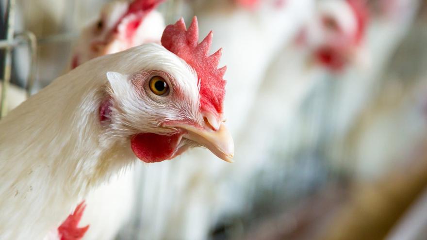Una gallina en una granja.