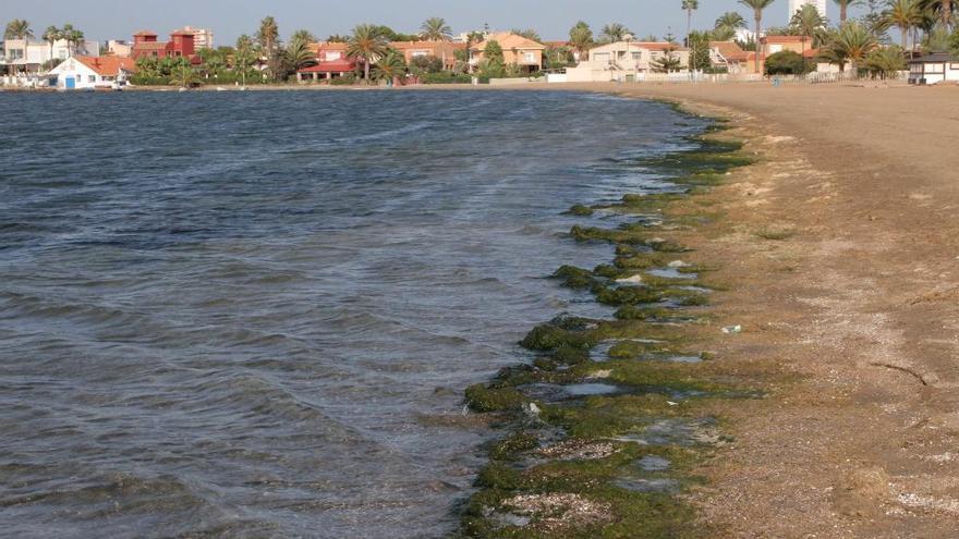 &#039;Sopa verde&#039; en el Mar Menor, en un episodio de mortandad anterior.