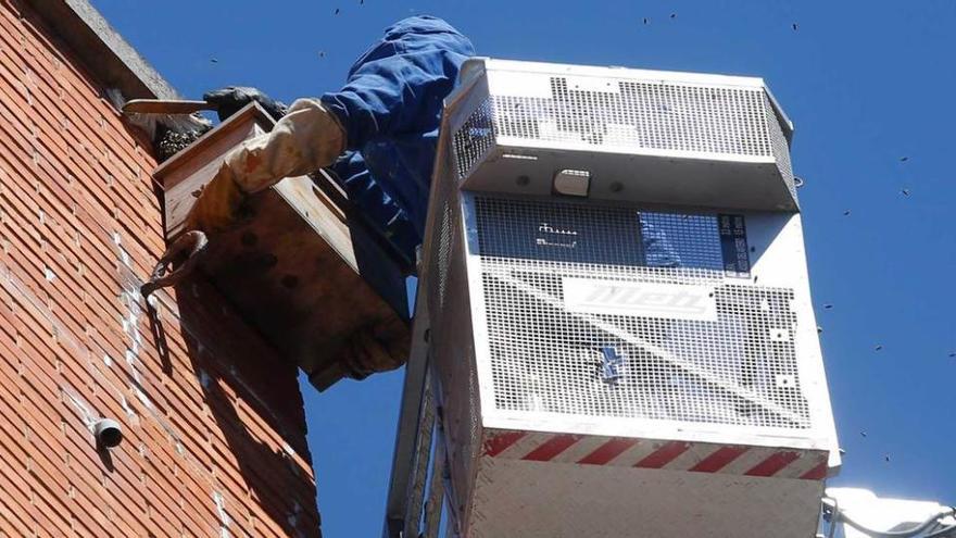 Las avispas se multiplican por las calles de Avilés