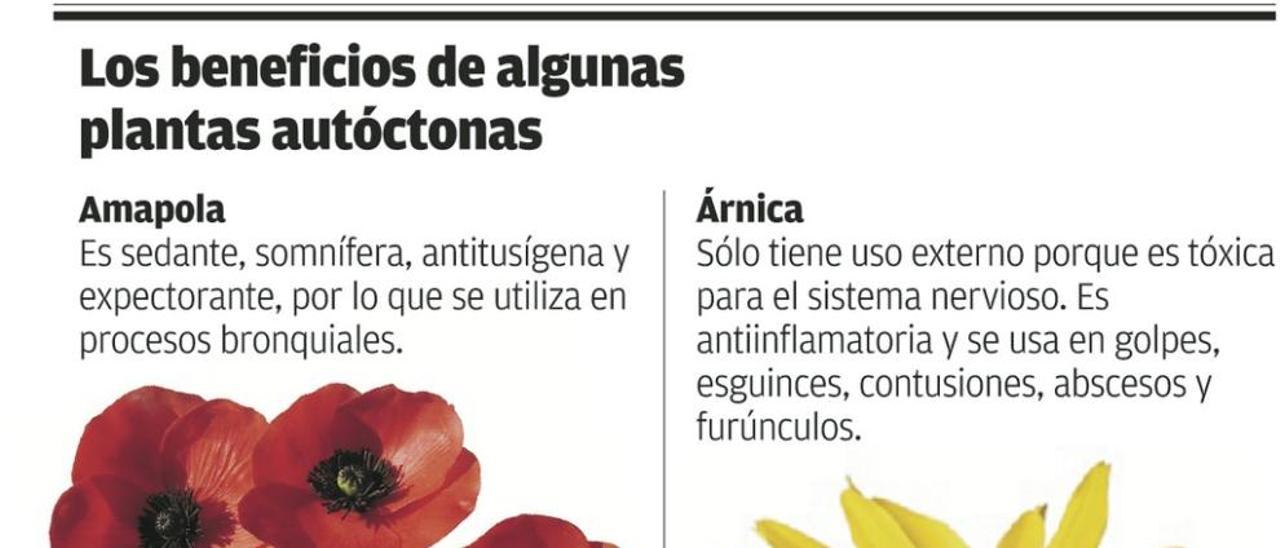 Flores que dan salud - La Nueva España