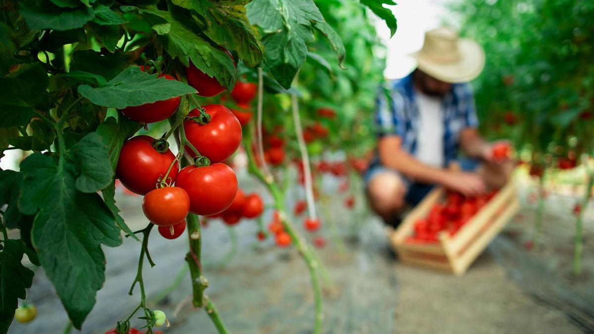 Aún no hay normativa sobre el etiquetado de la proximidad de los productos