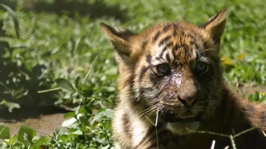 Nacen cuatro crías de tigre de sumatra en Indonesia