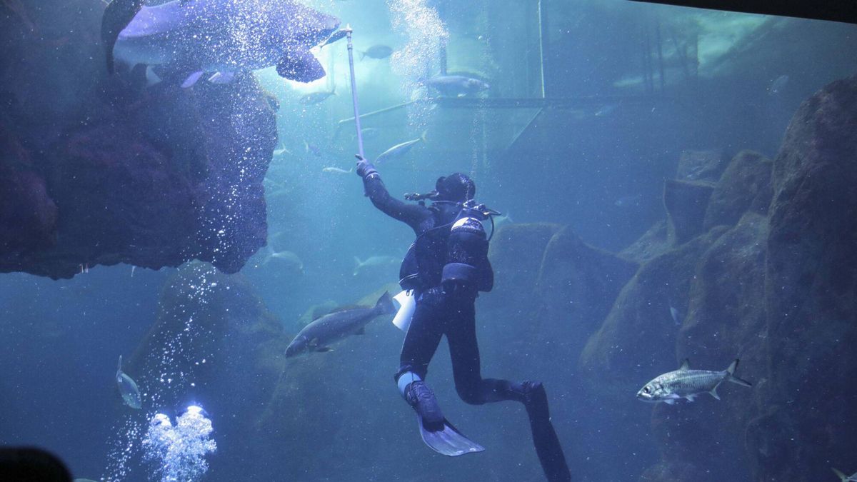 Bioparc Acuario de Gijón Alimentación de los animales en el oceanario del acuario