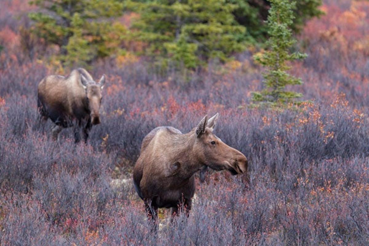 Parque Nacional y Reserva Denali. Parque Nacional y Reserva Denali.