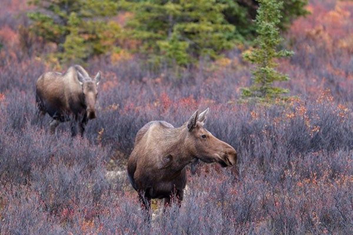 Parque Nacional y Reserva Denali.