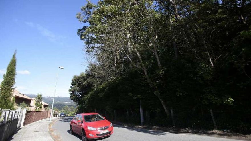 Las acacias del pazo, inclinadas sobre el muro perimetral, frente a la urbanización Miñor. // Adrián Irago