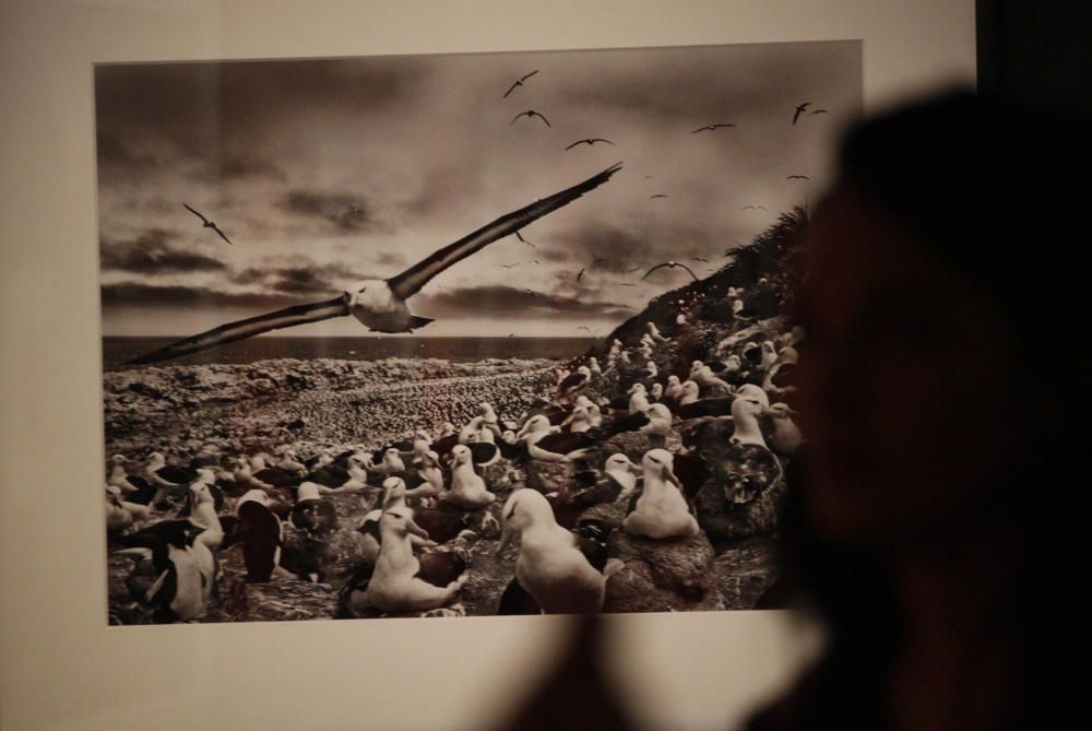 Exposició «Gènesi» de Sebastião Salgado