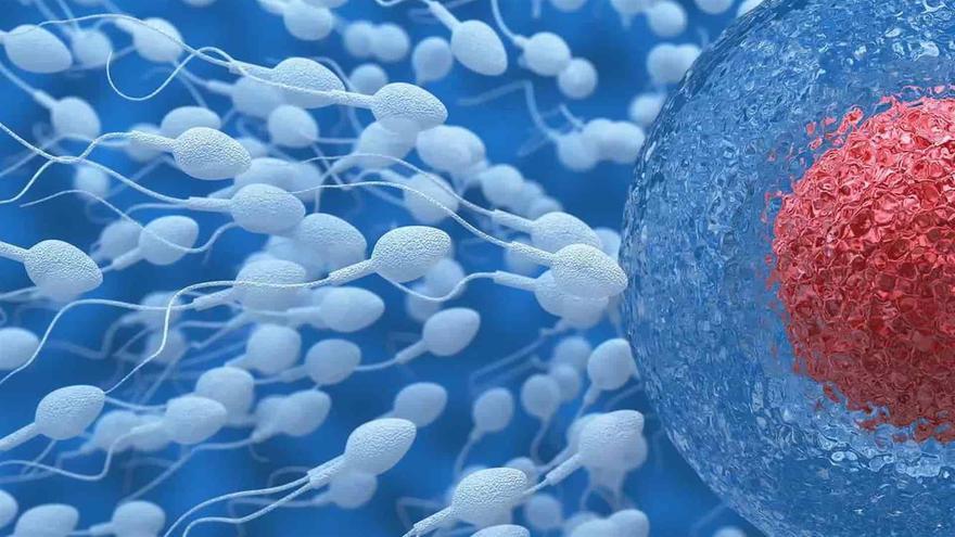 Hallan microplásticos en todos los testículos humanos analizados: ¿Causa de la caída del esperma?