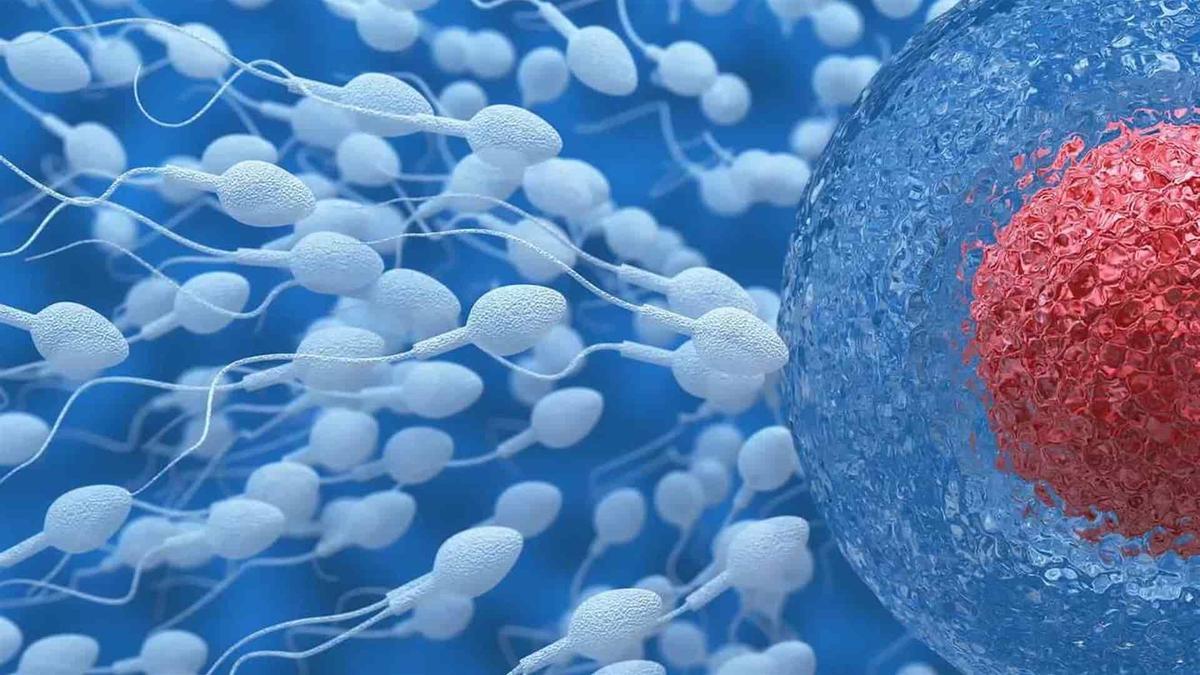 TESTÍCULOS PLÁSTICO | Hallan microplásticos en todos los testículos humanos analizados: ¿Causa de la caída del esperma?