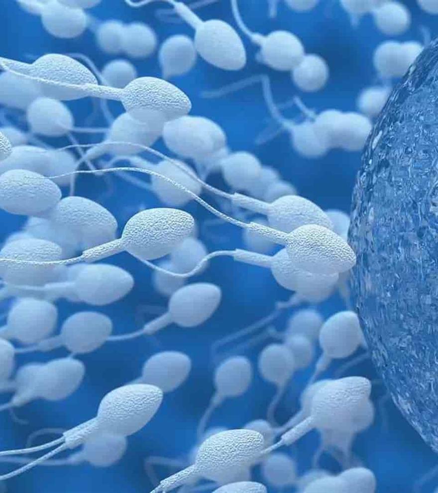 Hallan microplásticos en todos los testículos humanos analizados: ¿Causa de la caída del esperma?
