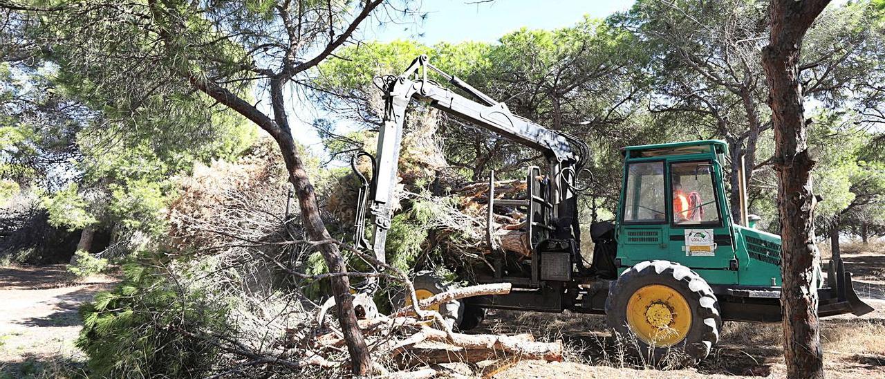 Una imagen de los trabajos que se están realizando en la pinada de La Marina.