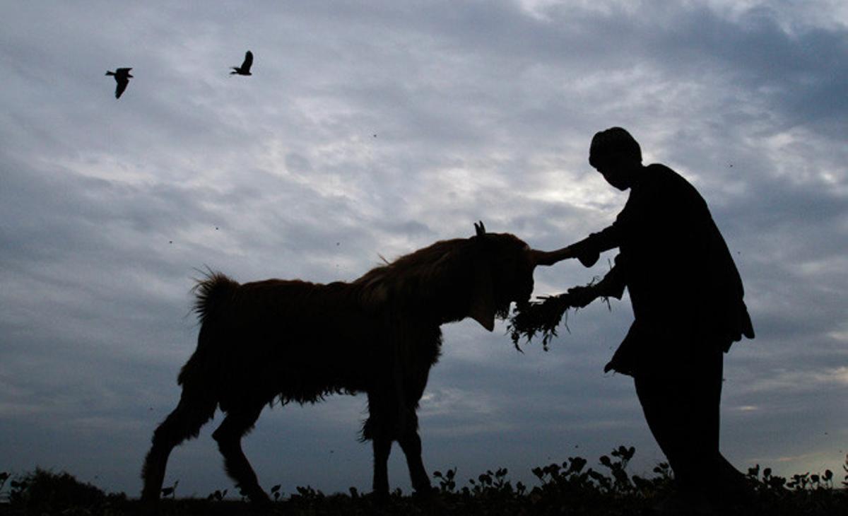 La silueta d’un home amb la seva cabra en la celebració islàmica Eid al-Adha al Pakistan, consistent en el sacrifici d’ovelles, cabres, vaques i camells per commemorar el profeta Abraham.