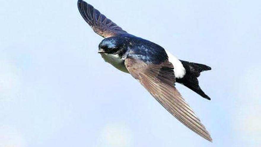 Primer pla d’un falciot,
que passa gairebé tota la
 seva vida en l’aire.  shutterstock