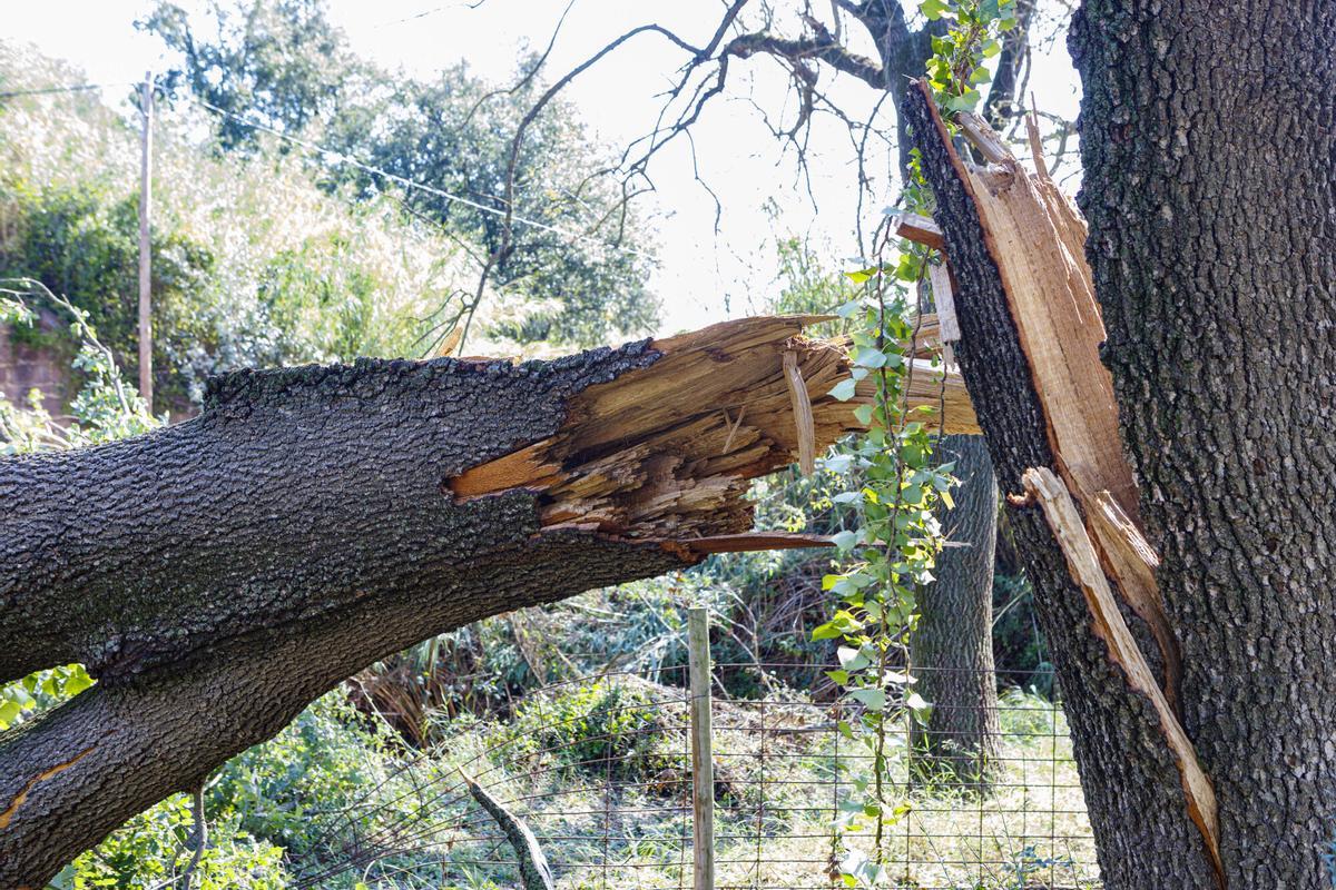 La pedra provoca afectacions en les vinyes al celler Collbaix
