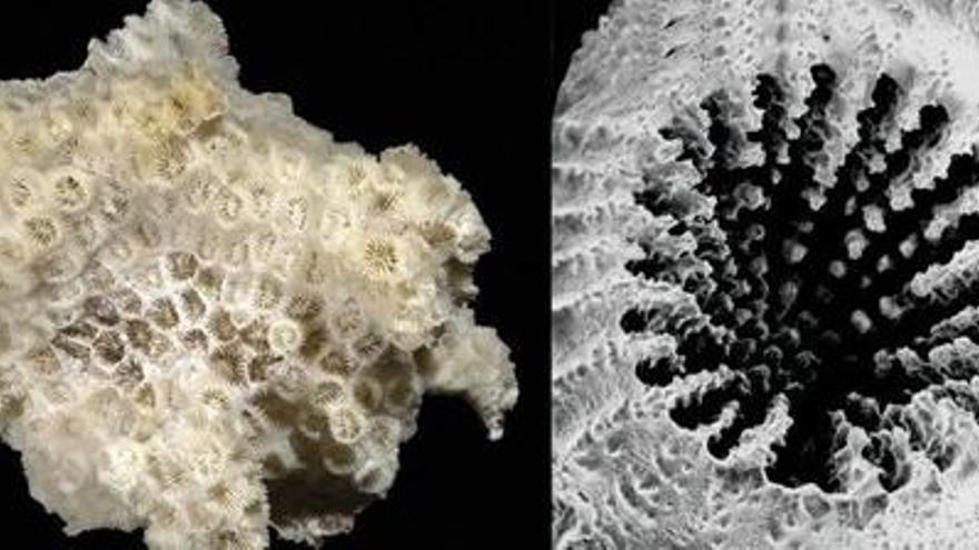 El coral que prefiere comer microplásticos a alimentos naturales