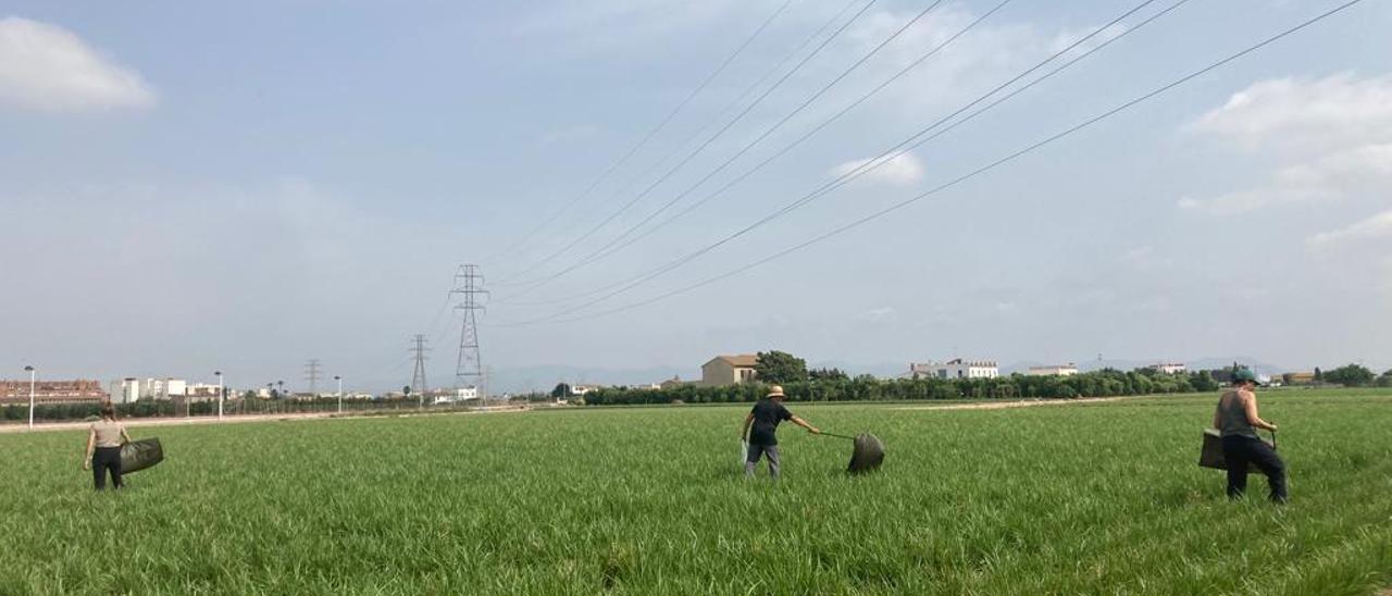 Campos y agricultores de chufa en Alboraia.