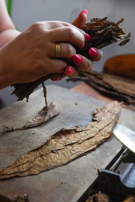 27-08-20  LAS PALMAS DE GRAN CANARIA. SCHAMANN. LAS PALMAS DE GRAN CANARIA.  Reportaje al único taller de puros artesanos que hay en la capital. El taller se llama Doble M y lo lleva Mercedes Martínez, ella es cubana y trae las hojas de tabaco desde la isla caribeña, todo lo hace a mano.  Fotos: Juan Castro.  | 27/08/2020 | Fotógrafo: Juan Carlos Castro