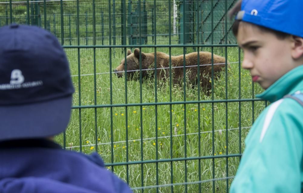 "Paca" y "Tola", las osas inseparables