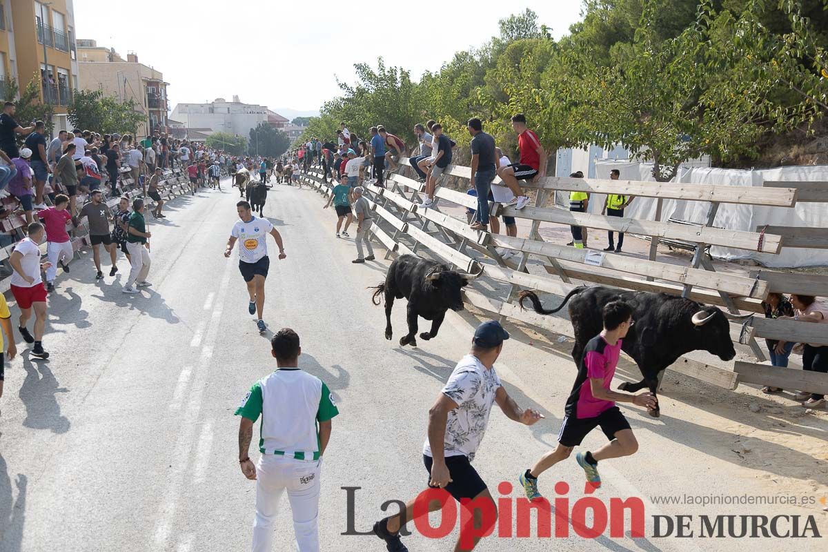 Quinto encierro de la Feria Taurina del Arroz en Calasparra