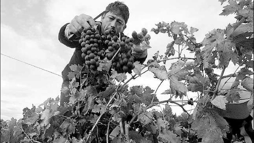 Toro y Cigales experimentarán la mayor caída de la producción de la comunidad