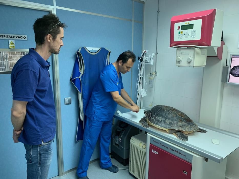 La tortuga ha sido trasladada a Mallorca
