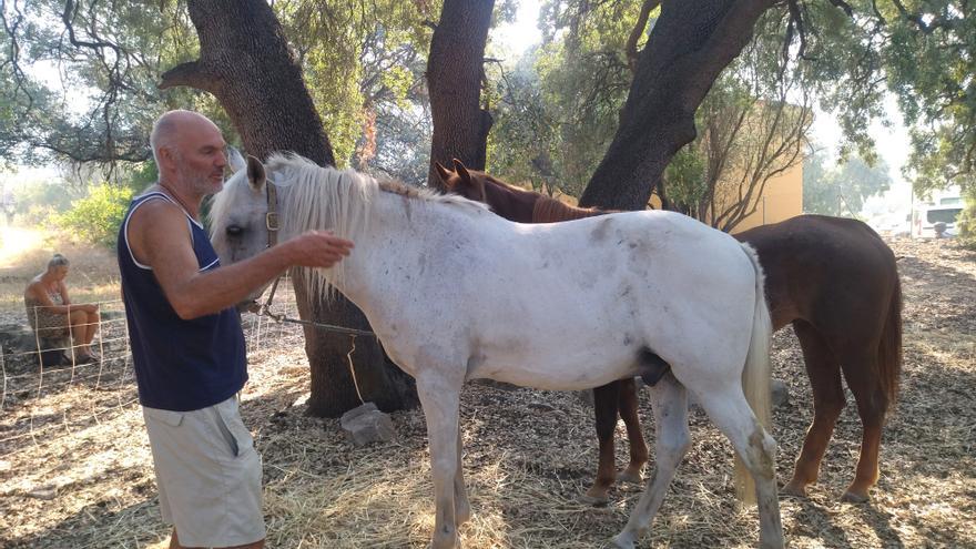 Bejís pide ayuda para sus animales tras el incendio