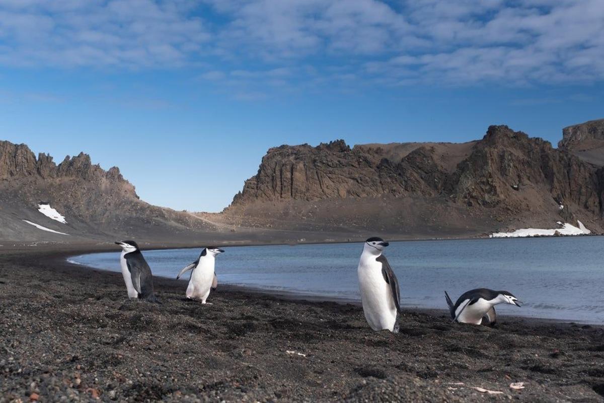 Pingüino barbijo, en la península Antártica
