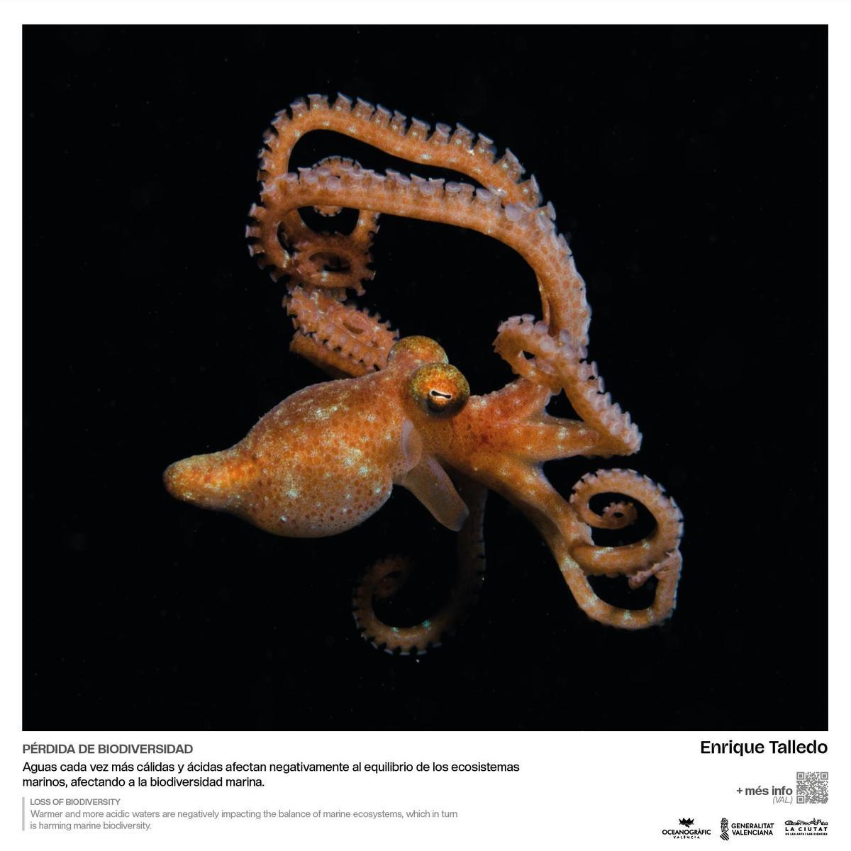 Pieza de la exposición “Cambio global: océanos, 21 evidencias científicas”.