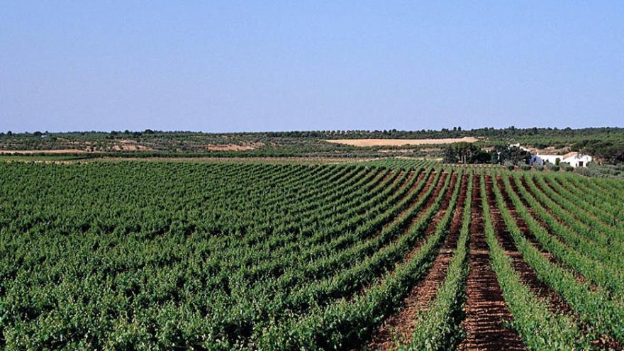 Bodegas Vicente Gandia viste de «Ceremonia» su mejor Bobal