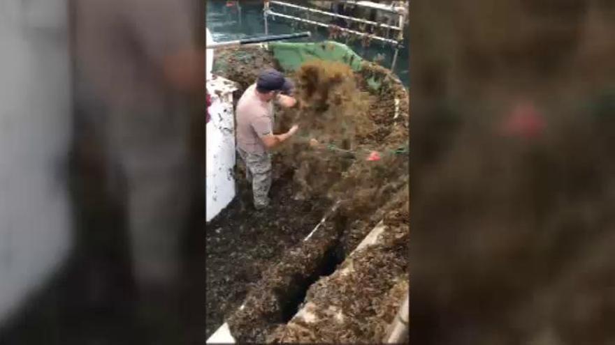 Pescadores exigen actuar contra el alga invasora que acaba con la pesca en el Estrecho