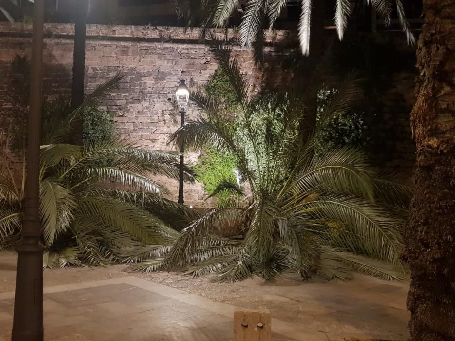 Sturm reißt sieben Palmen an Palmas Promenade um