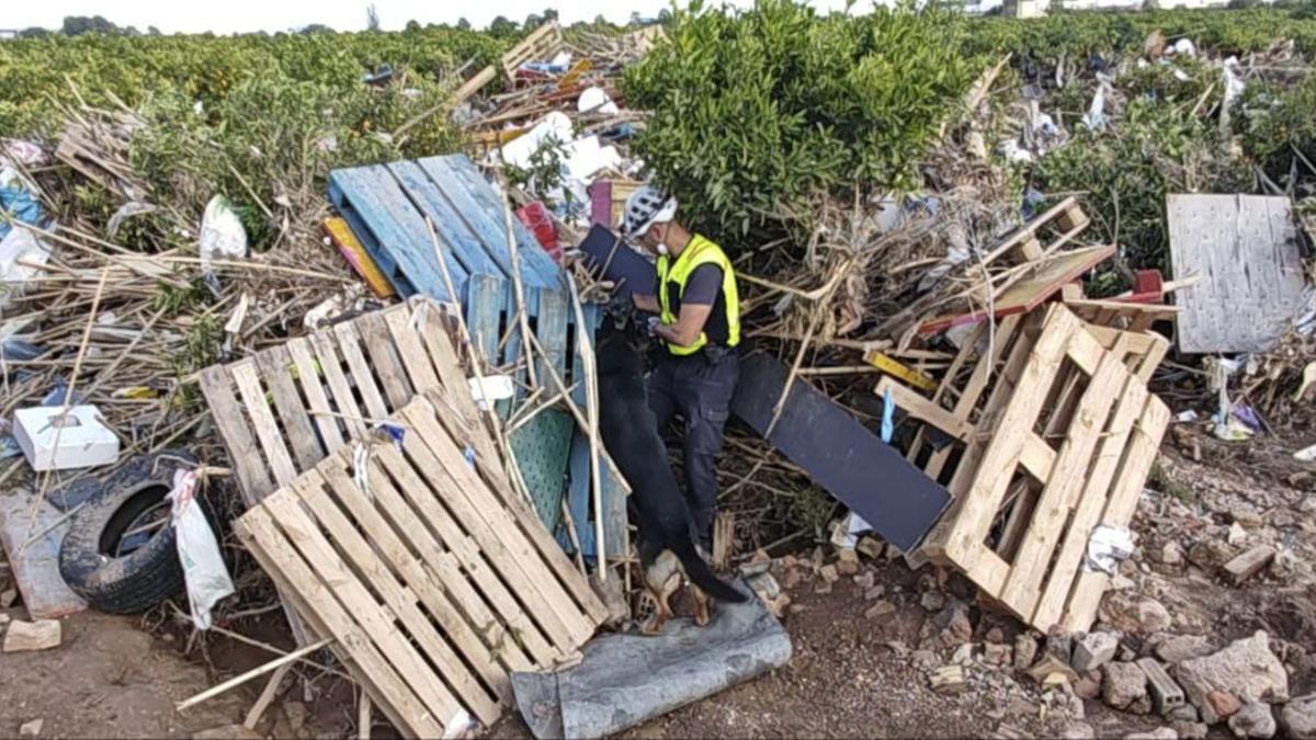 Los Mossos de la canina en Valencia Nunca habiamos trabajado en una zona parecida la situacion es devastadora El Periodico