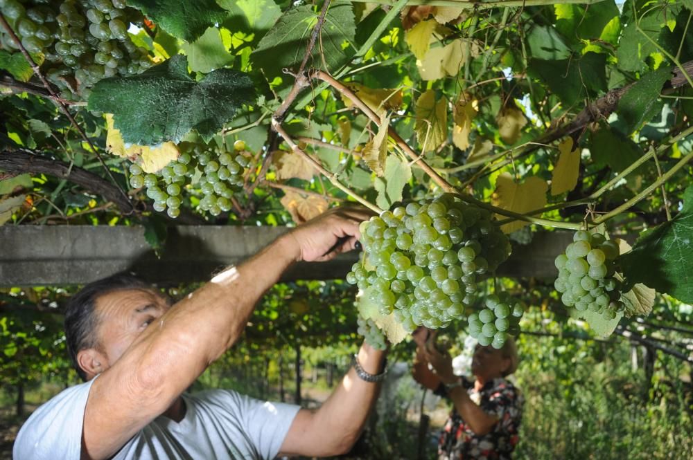 Primer fin de semana de vendimia en Rías Baixas