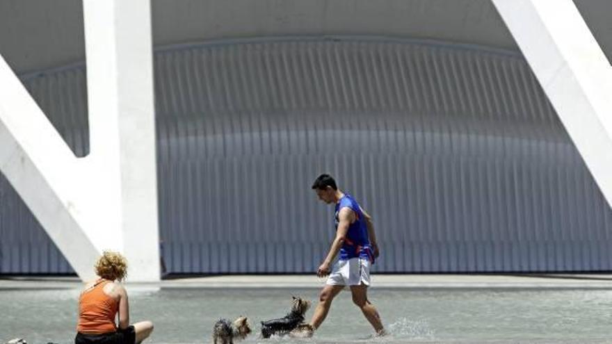 Valencia | Multan hasta con 3.000 euros a los dueños de los perros sin  «chip»