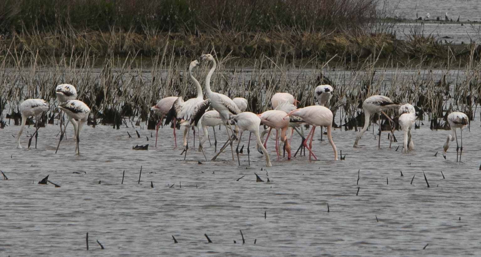 Flamencos en el marjal de Almardà, un espectáculo de la naturaleza.