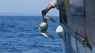 Espantapájaros, la sorprendente propuesta para evitar capturas de aves en artes de pesca