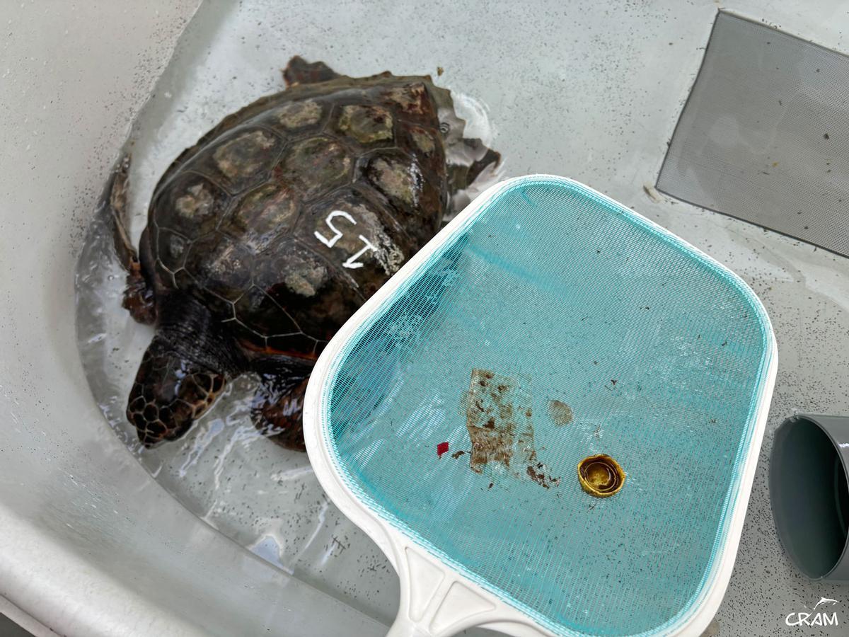 Rescats de fauna marina a la Costa Brava durant l'any passat