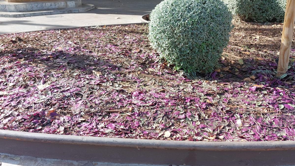 Plantas completamente pisoteadas en uno de los parterres de la plaza España ayer por la mañana.